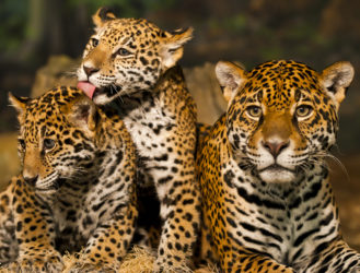 Bucket List: Costa Rica's Jaguar Rescue Center