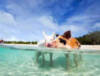 Bucket List: Swimming With Pigs in the Bahamas