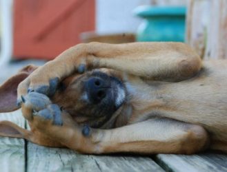 Caribbean Critters: Potcake Puppies of Turks and Caicos