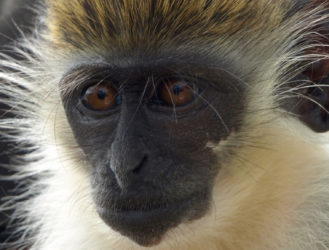 The Drunk Monkeys Who Love Rum, and the Stories They Tell