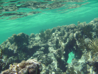 Get Your Pirate on (at the Largest Reef in the Caribbean, No Less!)