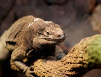 Turquoise Iguanas? Only in Anegada...
