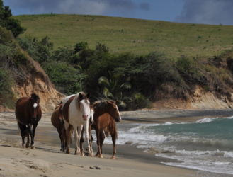 And if I had a pony, I'd ride him on my boat