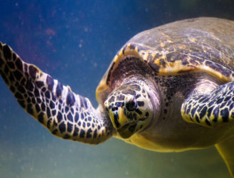 Swimmin’ with Turtles