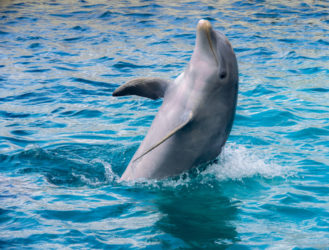 Smoochin' and Splashin' with Dolphins