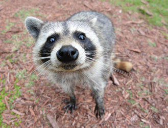 A Cuddly Raccoon? Yes, Really!