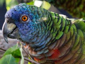 Red Alert: We’re Talking About Parrots