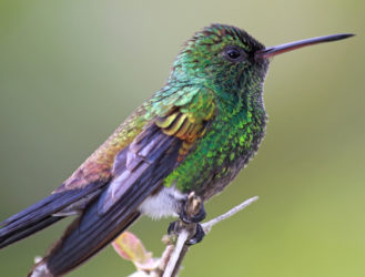 Humming Through Life