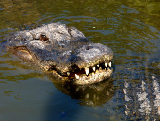 Where to Wrestle Alligators in Orlando