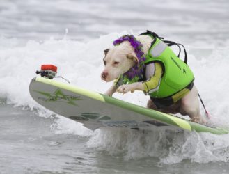 Dog Surfing: It’s a Real Thing