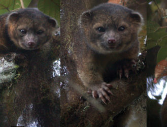 A New Species of Teddy Bear