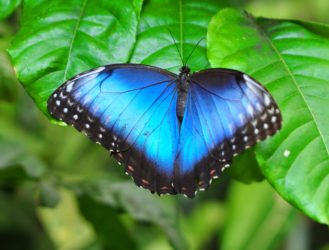 Morph Outta that Cocoon