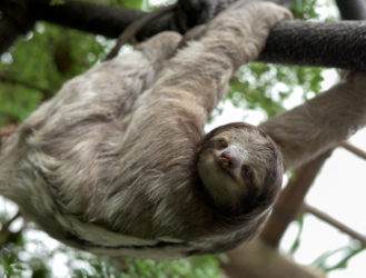 What Does a Sloth Say?