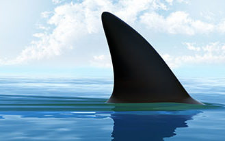 CUTE animals who are definitely enjoying Shark Week