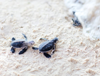 You Need a Baby Turtle