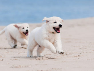 Got a cute pup? Bring it to these beaches ASAP