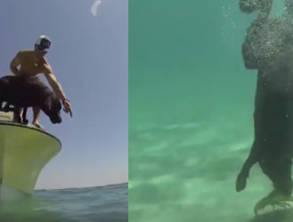 Dog Goes Lobster Diving