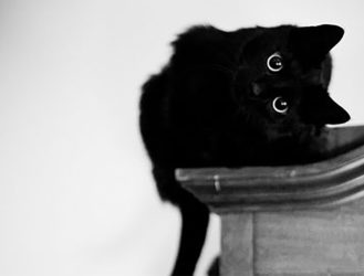 13 Black Cats That Will Make You Forget Your Superstition
