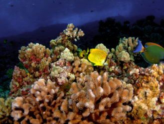 Bring The Kids: 4 Great Spots To Take Your Family Snorkeling