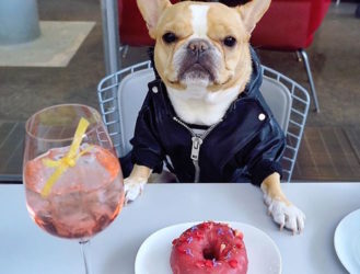 The 12 Most Famous Dogs of Instagram