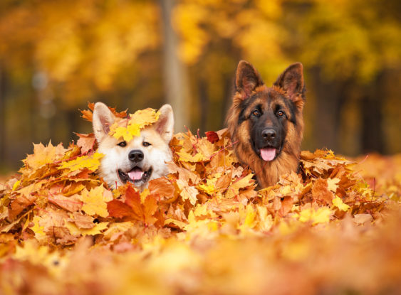 Animals who love fall