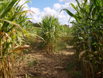 Up for the Challenge? Try One (Or All) Of These 20 Crazy Corn Mazes!