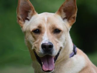 5 Rescue Dogs You Can Adopt Right Now