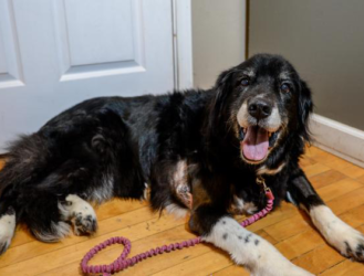 5 Shelter Dogs You Can Adopt Right Now - Week 2