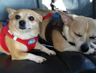 5 Shelter Dogs You Can Adopt Right Now