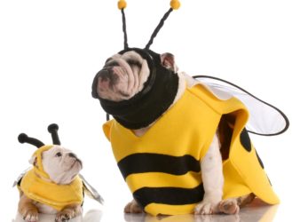 The Cutest Halloween Costumes for Pets