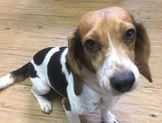 5 Shelter Dogs You Can Adopt Right Now