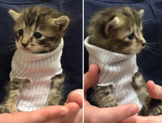 Tiny Kitten Rescued From Hurricane Matthew Gets Tiny Sock Sweater